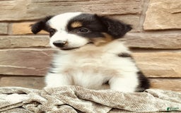 Miniature Australian Shepherd dogs for sale: Maya - Image 6
