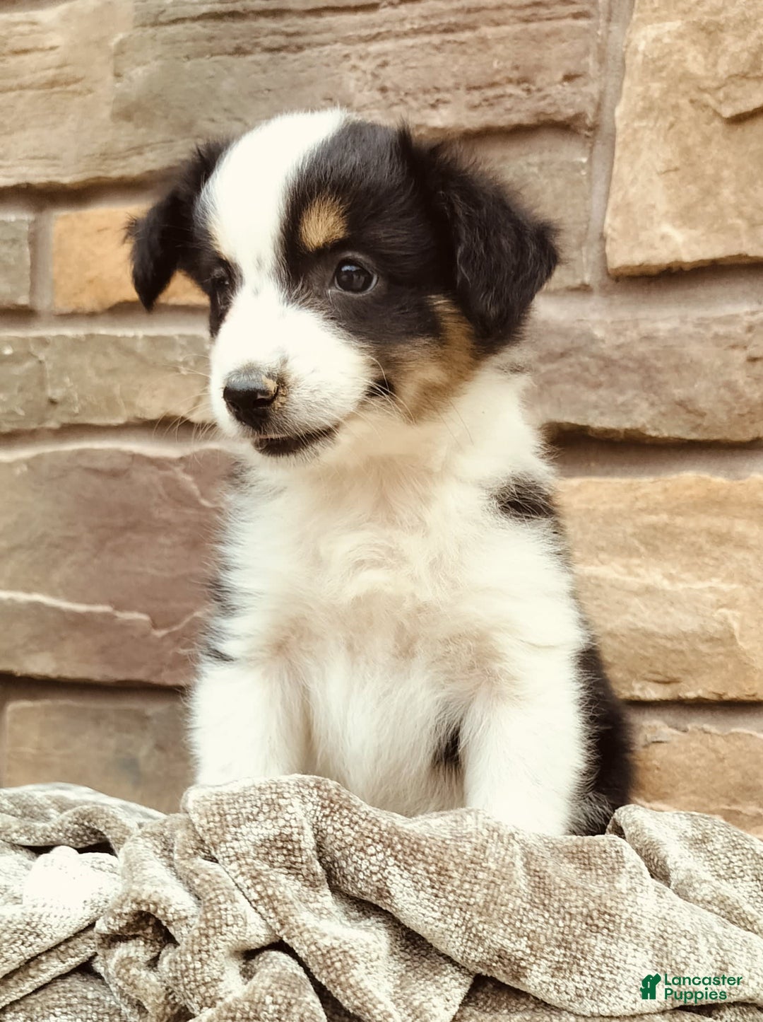 Miniature Australian Shepherd dogs for sale: Maya - Image 6