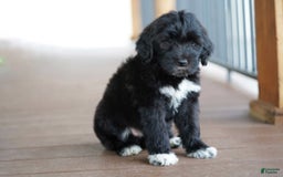 Portuguese Water Dog dogs for sale: Boots - Image 23
