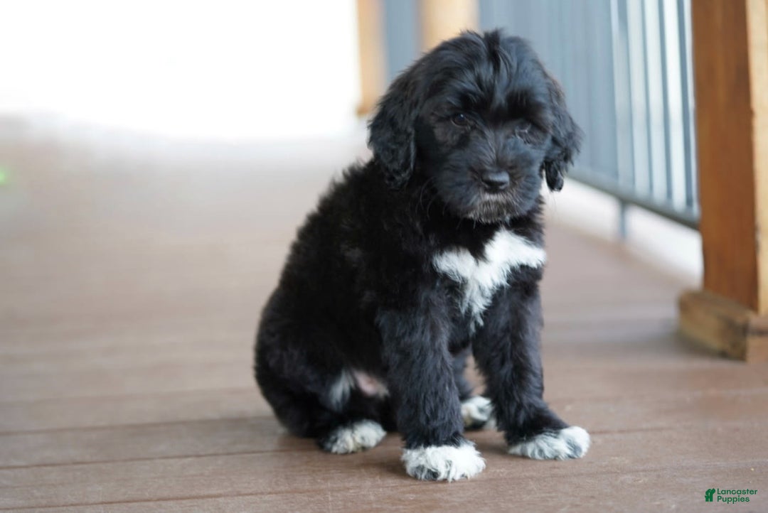 Portuguese Water Dog dogs for sale: Boots - Image 23