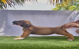 South African Boerboels dogs for sale: Shannon - Image 1