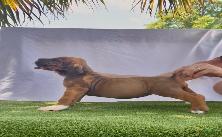 South African Boerboels dogs for sale - Ad 4