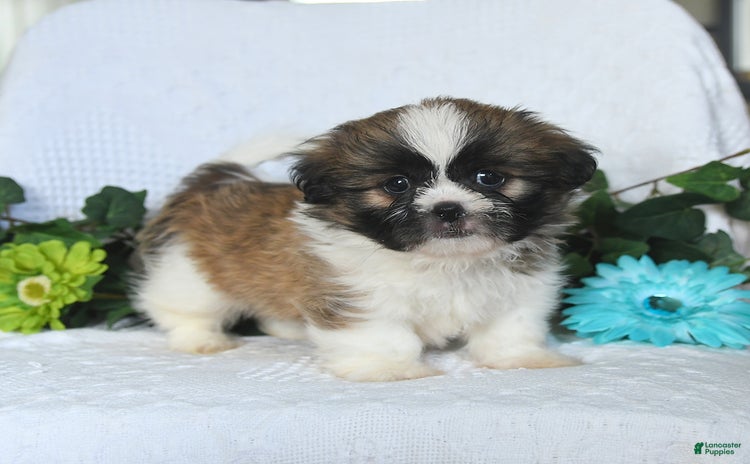 Shih Tzu dogs for sale - Ad 2