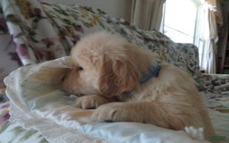 Golden Retriever dogs for sale: Hershey - Image 9