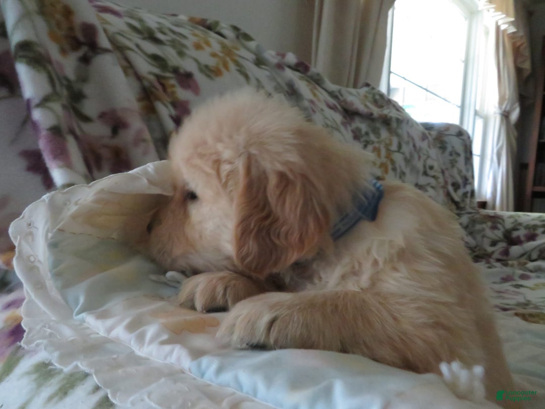 Golden Retriever dogs for sale: Hershey - Image 9