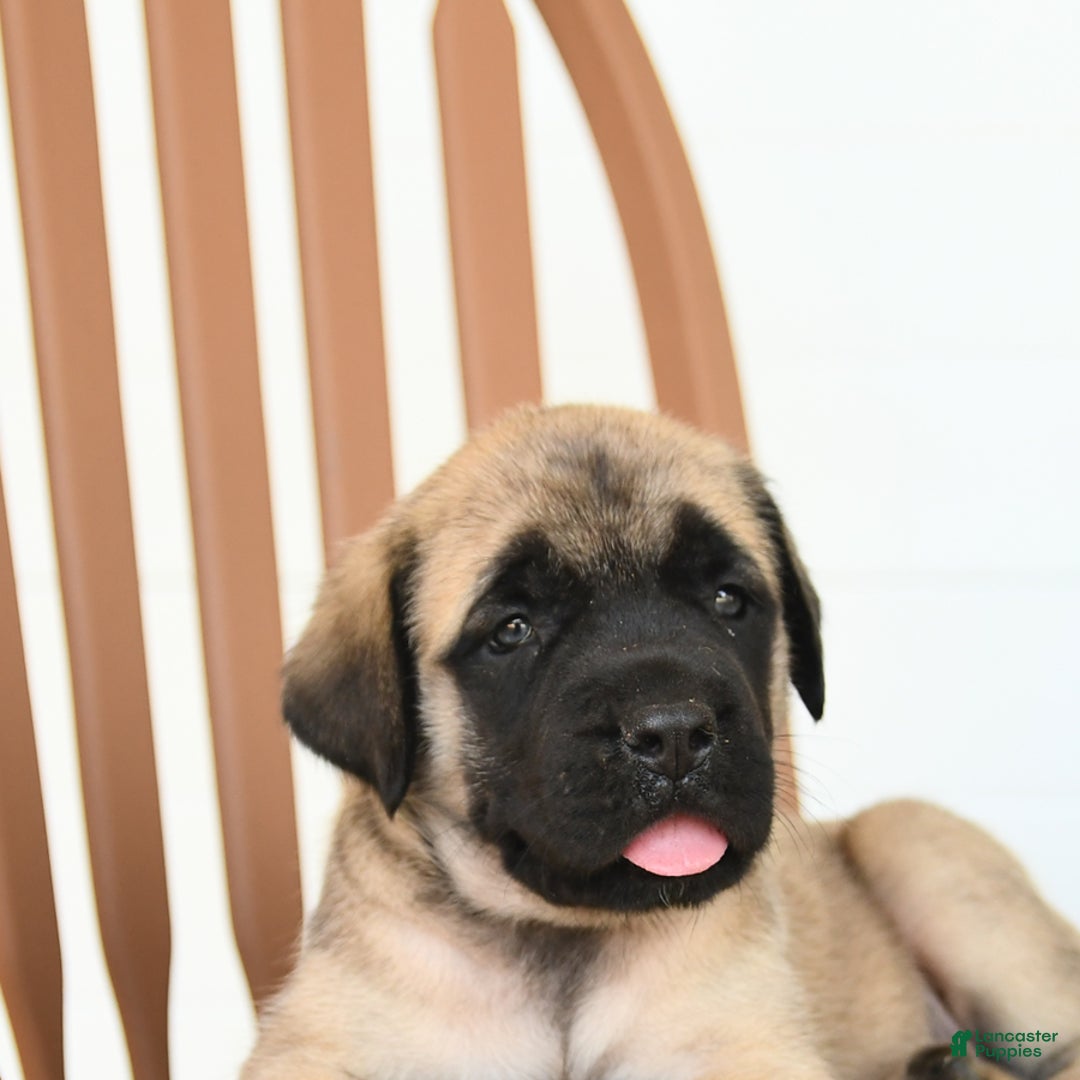 English Mastiff dogs for sale: Theresa - Image 4