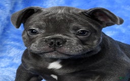 French Bulldog dogs for sale: Jay - Image 3