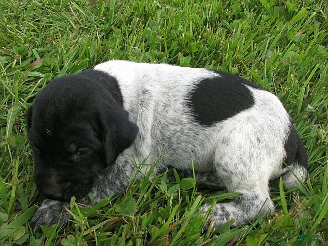 German Shorthaired Pointer dogs for sale: Cherokee - Image 1