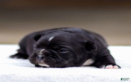 Frenchton dogs for sale: Bailey - Image 5