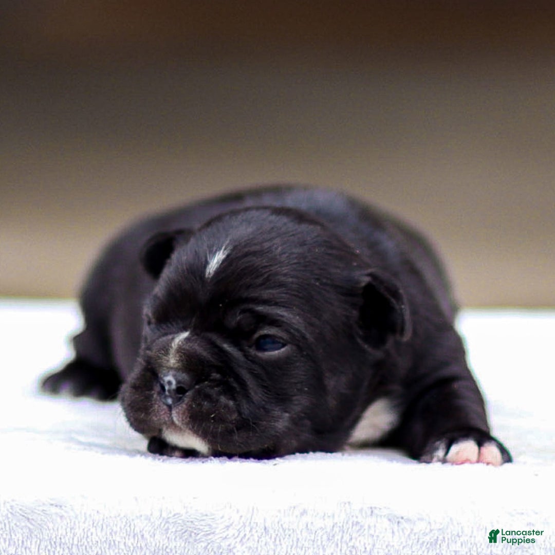 Frenchton dogs for sale: Bailey - Image 5