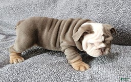 English Bulldog dogs for sale: Groza - Image 3