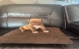 American Bully dogs for sale: Nutella - Image 5