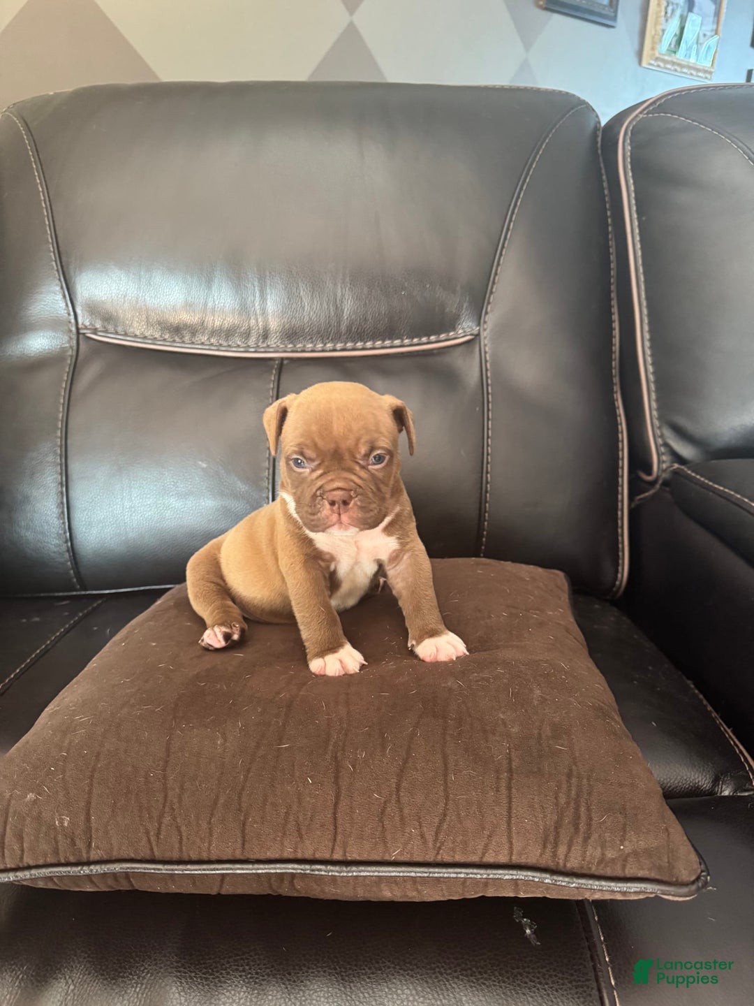 American Bully dogs for sale: Nutella - Image 5