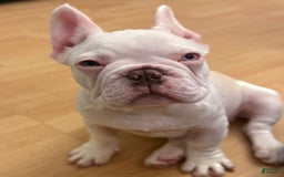 French Bulldog dogs for sale: Picasso - Image 6
