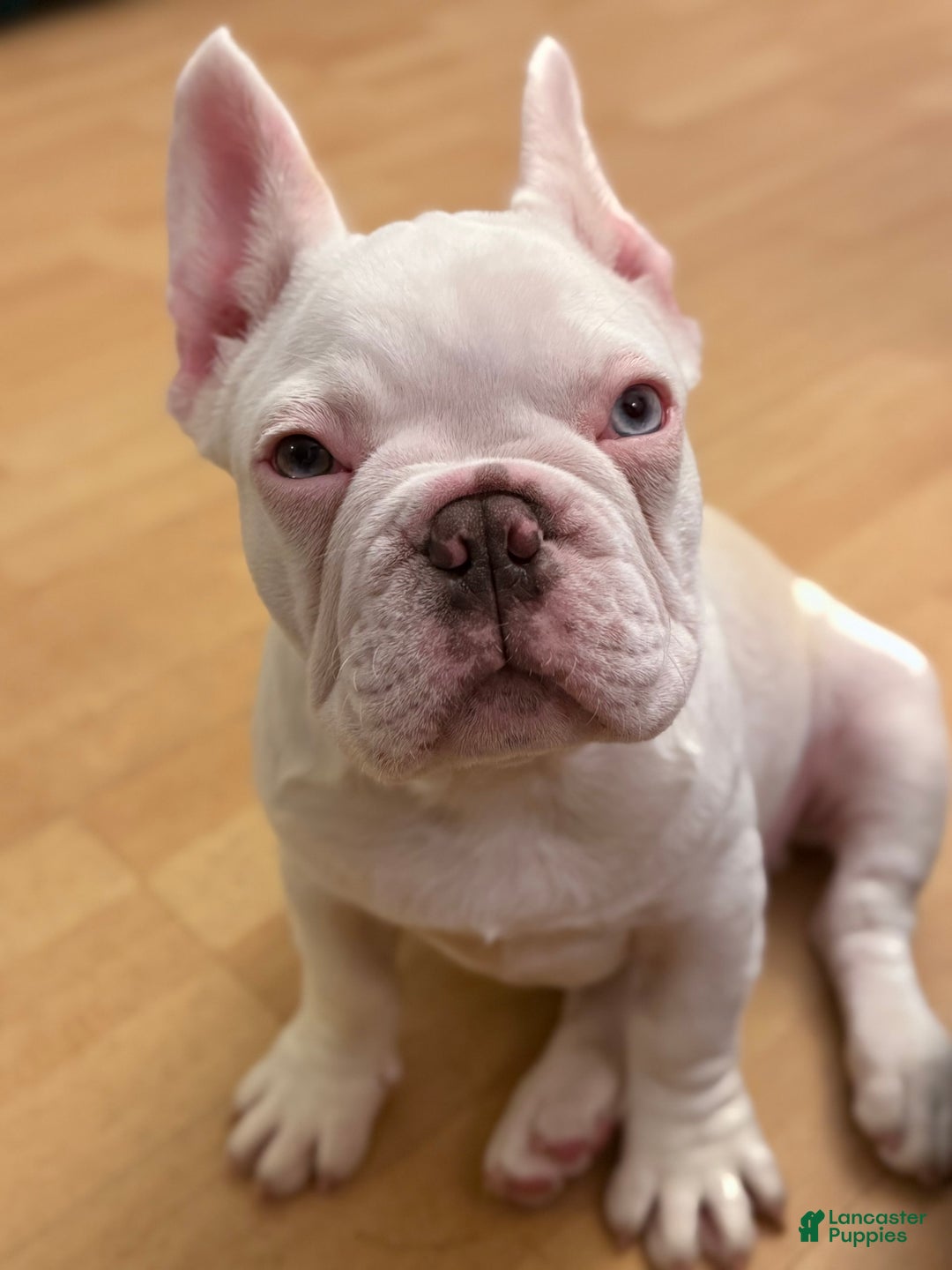 French Bulldog dogs for sale: Picasso - Image 6
