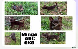 Chihuahua dogs for sale: Fancy Stance - Image 28