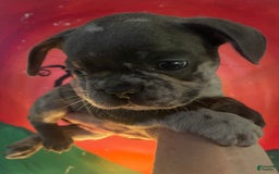 French Bulldog dogs for sale: Luna - Image 8