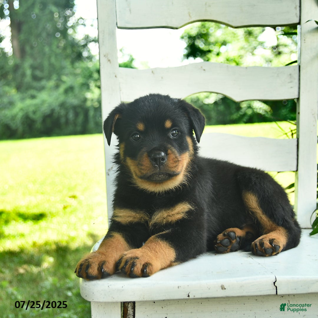 Rottweiler dogs for sale: Princess - Image 4