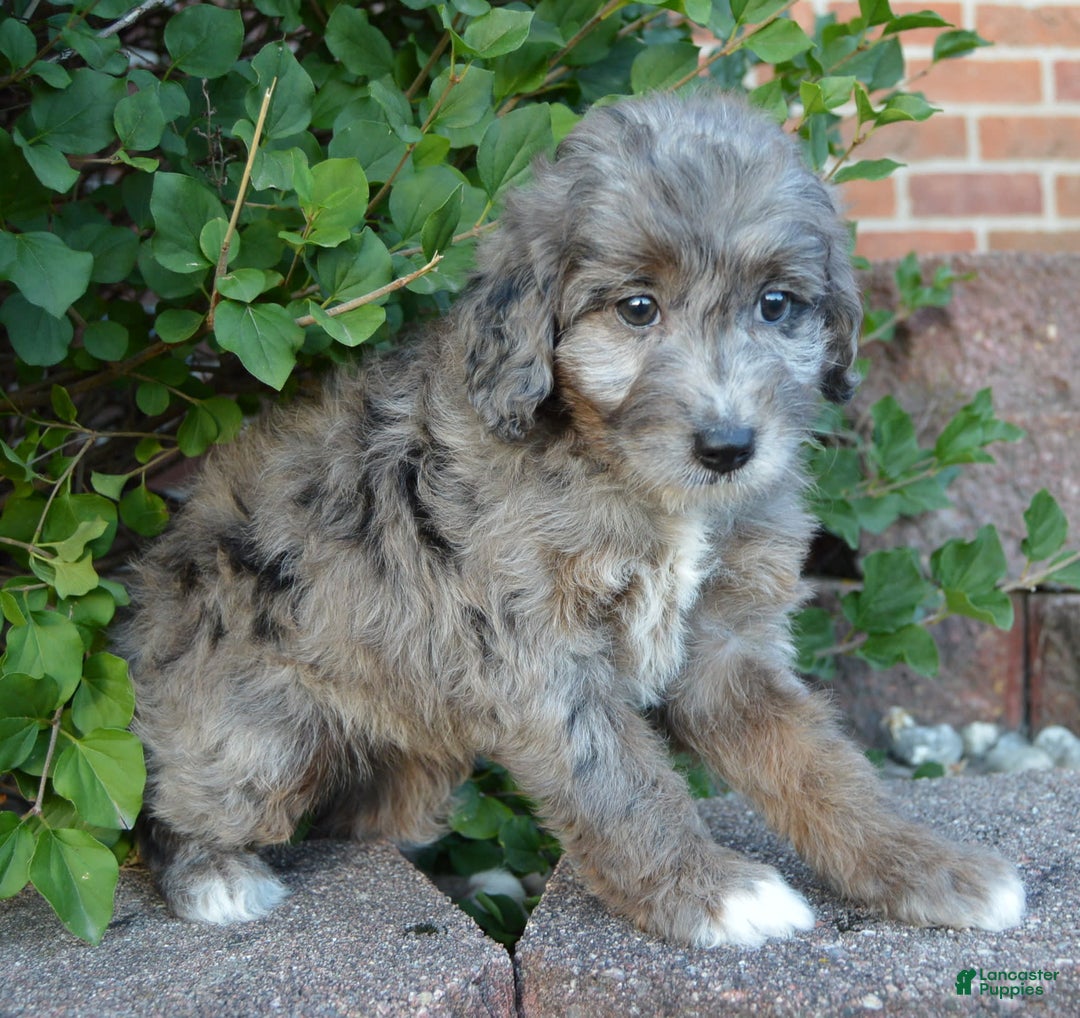 Mini Aussiedoodle dogs for sale: Mini Ava - Image 7