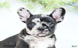 French Bulldog dogs for sale: Tonya - Image 1