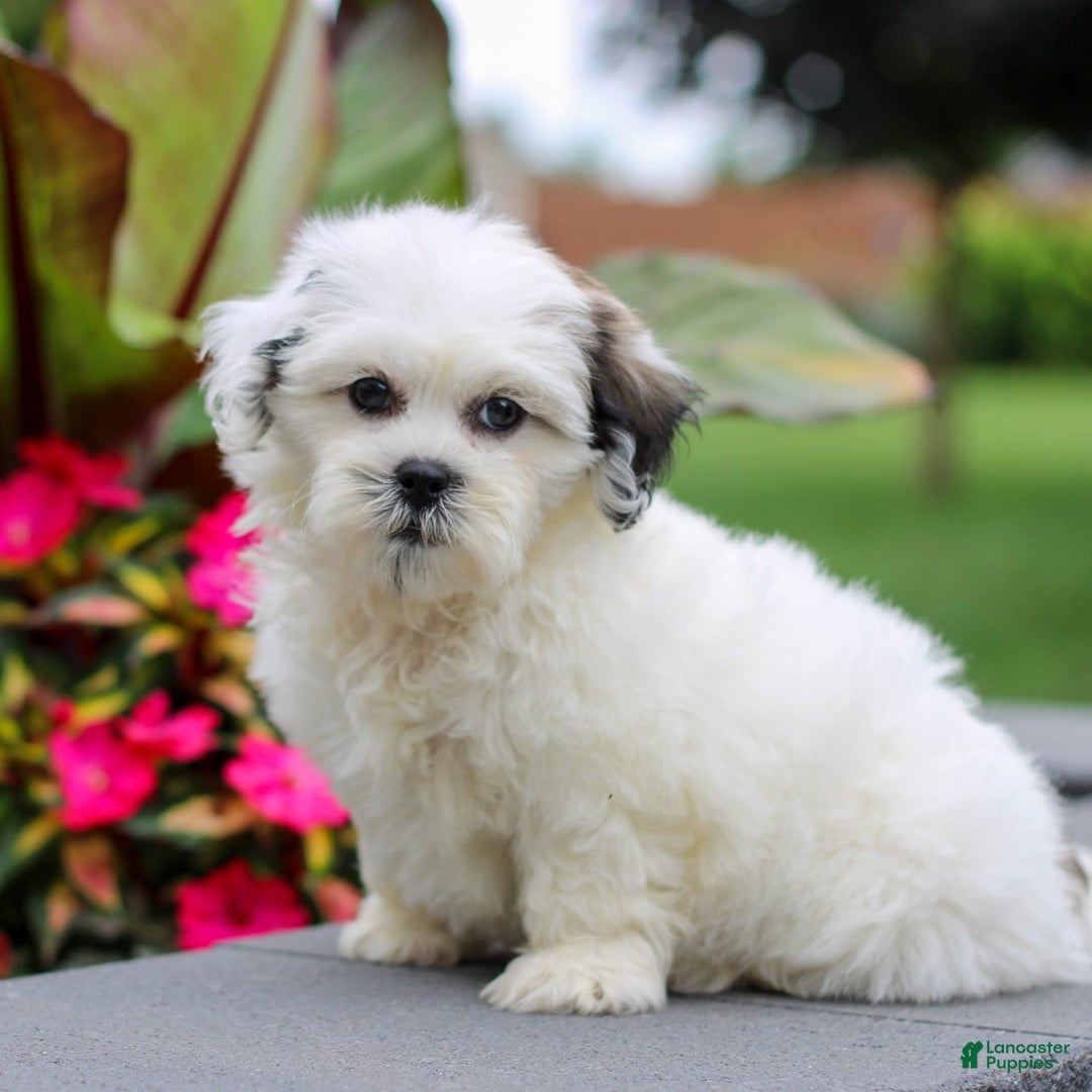 Teddy Bear dogs for sale: Pansie - Image 4