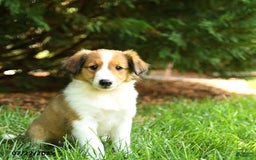Shetland Sheepdog dogs for sale: Lulu - Image 2