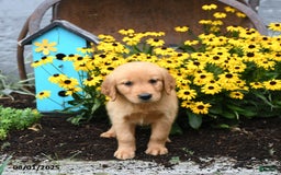 Golden Retriever dogs for sale: Fern - Image 4