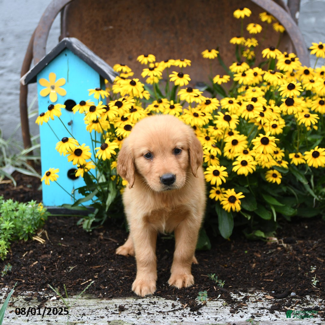 Golden Retriever dogs for sale: Fern - Image 4