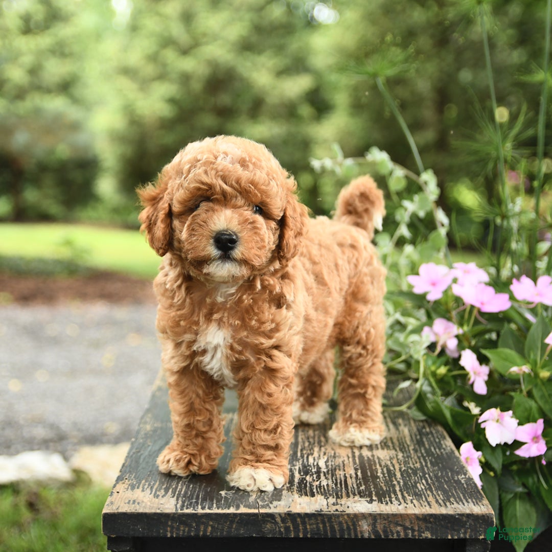 Havapoo dogs for sale: Carter - Image 4