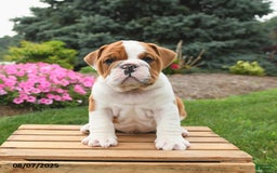 English Bulldog dogs for sale: Charlie - Image 5