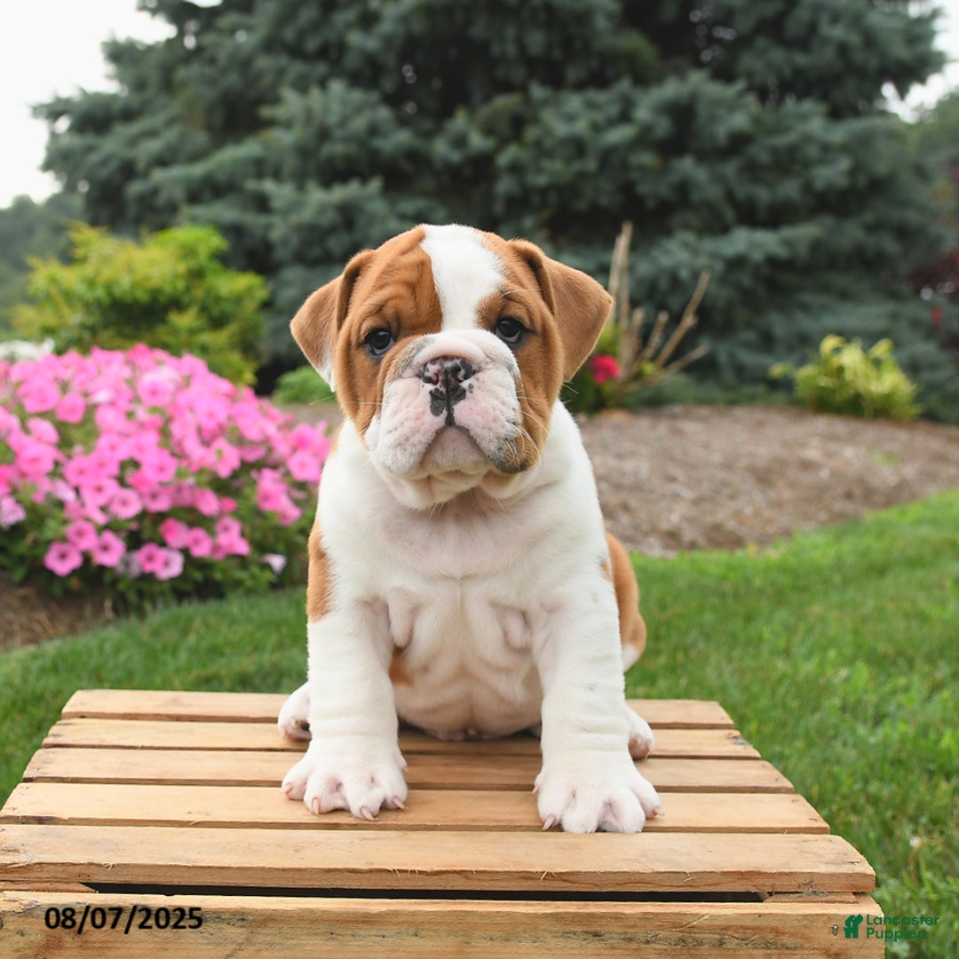 English Bulldog dogs for sale: Charlie - Image 5