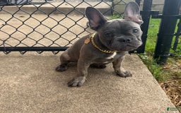French Bulldog dogs for sale: Avery - Image 14