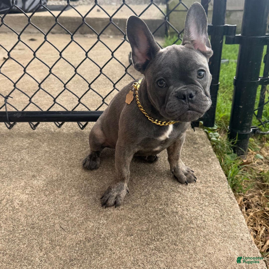 French Bulldog dogs for sale: Avery - Image 14
