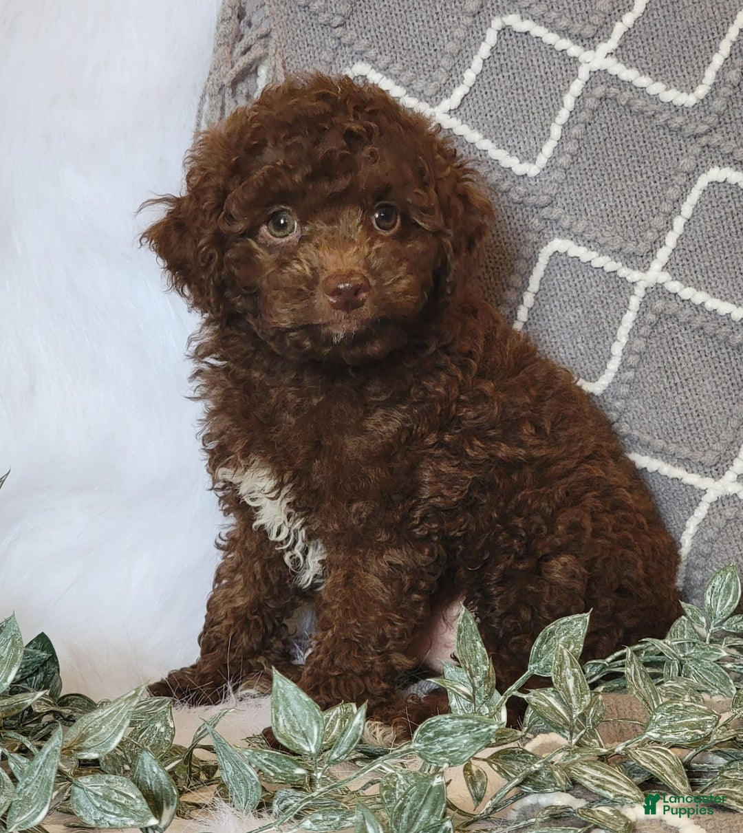 Cockapoo dogs for sale: Willy - Image 4