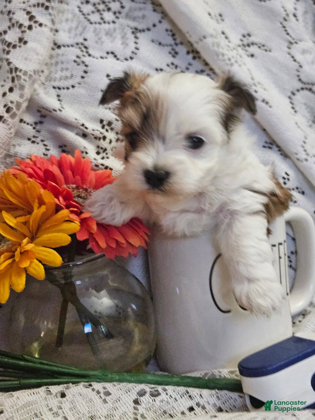 Yorkshire Terrier dogs for sale: Romeo - Image 2