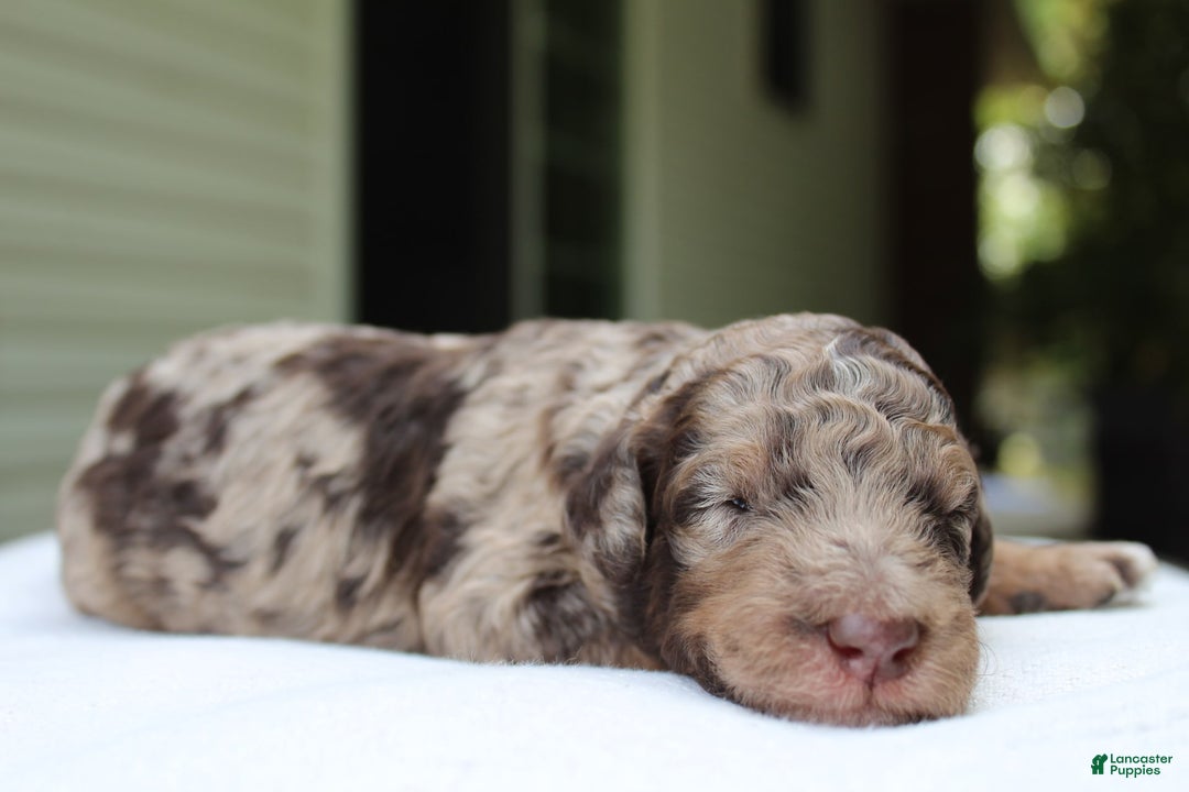 Standard Poodle dogs for sale: Denver Moyen - Image 3
