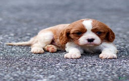 Cavalier King Charles Spaniel dogs for sale: Teddy - Image 3