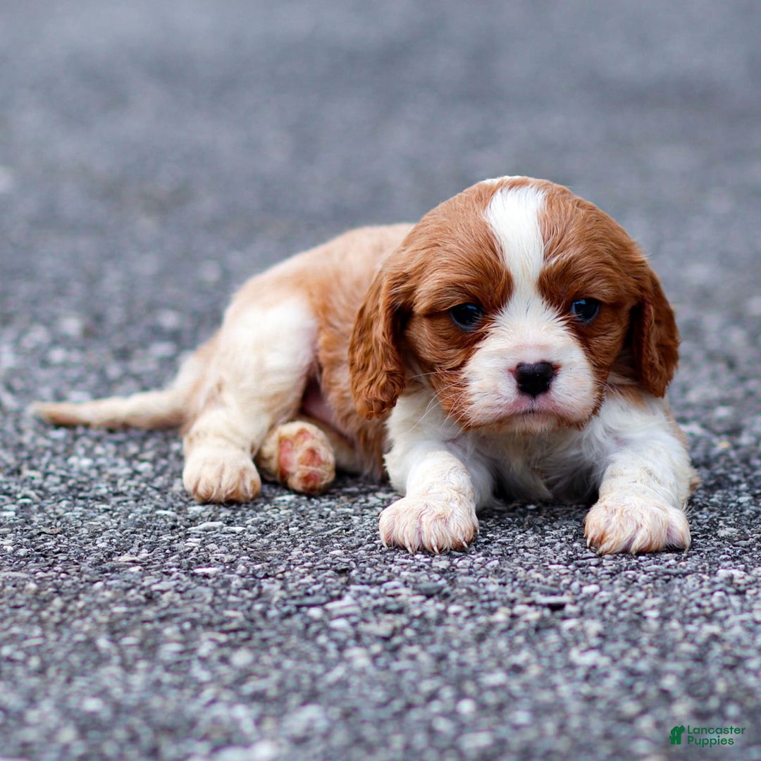 Cavalier King Charles Spaniel dogs for sale: Teddy - Image 3