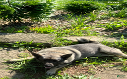 Norwegian Elkhound dogs for sale: Lucy - Image 2