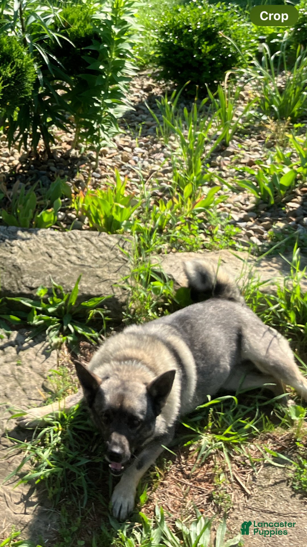 Norwegian Elkhound dogs for sale: Lucy - Image 2