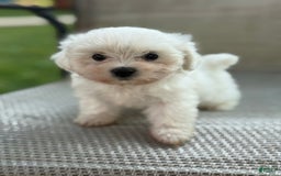 Maltese dogs for sale: Maltese 2 puppies - Image 2