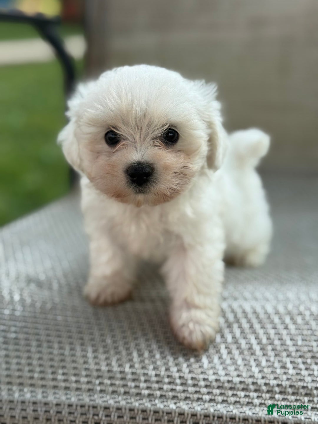 Maltese dogs for sale: Maltese 2 puppies - Image 2