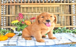 Golden Retriever dogs for sale: Golden Retriever 11 puppies - Image 23