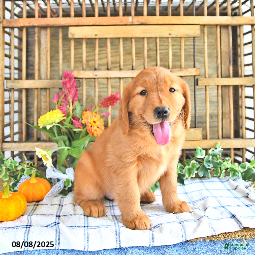 Golden Retriever dogs for sale: Golden Retriever 11 puppies - Image 23
