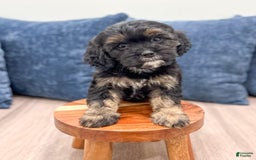 Cavapoo dogs for sale: Raven - Image 3