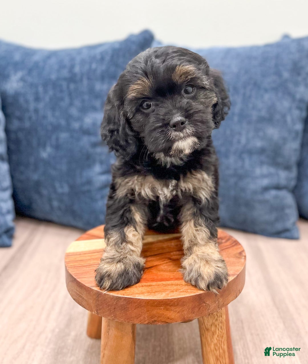 Cavapoo dogs for sale: Raven - Image 3