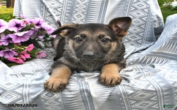 German Shepherd dogs for sale: Daffadil - Image 2