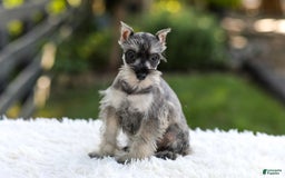 Miniature Schnauzer dogs for sale: Ace - Image 8