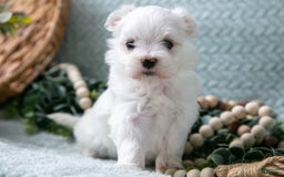 Maltese dogs for sale: Percy - Image 2