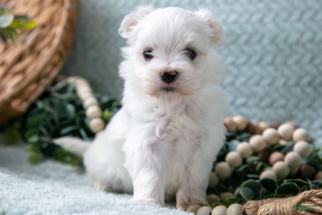 Maltese dogs for sale: Percy - Image 2